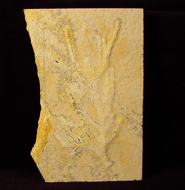 Brachyphyllum nepos SAPORTA - Bild © FossNet FossilienStore